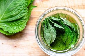 tác dụng của lá tía tô